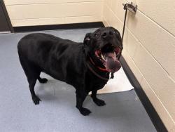 Shelter Stray Male Dog last seen Near BLOCK E 19TH AVE, DENVER CO 80218, 1241 W Bayaud Ave, Denver, CO 80223, USA