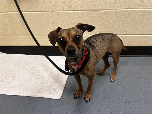 Shelter Stray Male Dog last seen Near BLOCK STOUT ST, DENVER CO 80205, 1241 W Bayaud Ave, Denver, CO 80223, USA