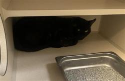 Shelter Stray Male Cat last seen Near BLOCK W EVANS AVE, DENVER CO 80223, 1241 W Bayaud Ave, Denver, CO 80223, USA