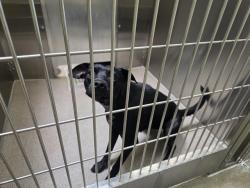 Shelter Stray Male Dog last seen Near BLOCK W BAYAUD AVE, DENVER CO 80223, 1241 W Bayaud Ave, Denver, CO 80223, USA