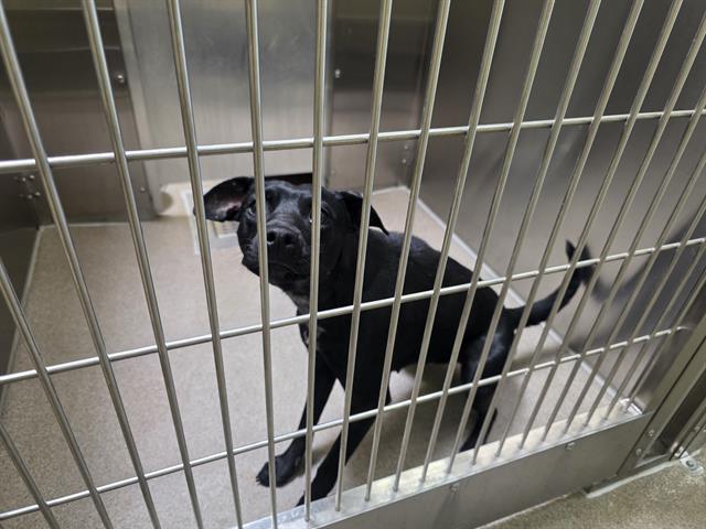Shelter Stray Male Dog last seen Near BLOCK W BAYAUD AVE, DENVER CO 80223, 1241 W Bayaud Ave, Denver, CO 80223, USA