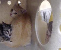 Shelter Stray Male Cat last seen Near BLOCK N OSCEOLA ST, DENVER CO 80219, 1241 W Bayaud Ave, Denver, CO 80223, USA
