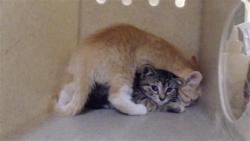 Shelter Stray Female Cat last seen Near BLOCK N OSCEOLA ST, DENVER CO 80219, 1241 W Bayaud Ave, Denver, CO 80223, USA