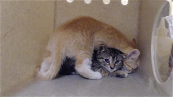 Shelter Stray Female Cat last seen Near BLOCK N OSCEOLA ST, DENVER CO 80219, 1241 W Bayaud Ave, Denver, CO 80223, USA