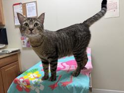 Lost Male Cat last seen Oleander Ave, San Marcos, CA 92078