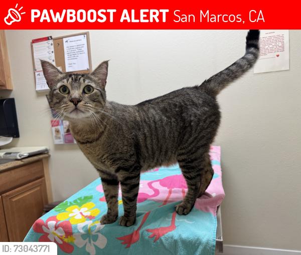 Lost Male Cat last seen Oleander Ave, San Marcos, CA 92078