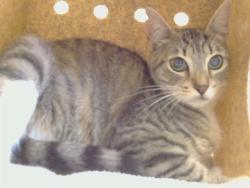 Shelter Stray Female Cat last seen HEMINGWAY DR/KILMER CIR, 95828, 3839 Bradshaw Rd, Sacramento, CA 95827, USA