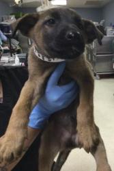 Shelter Stray Female Dog last seen PERRIS BLVD & RAMONA EXWY, 6851 Van Buren Boulevard, Jurupa Valley, CA 92509, USA