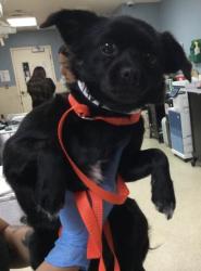 Shelter Stray Female Dog last seen GRANITE HILL DR/QUARTZ CANYON RD, JURUPA VALLEY CA 92509, 6851 Van Buren Boulevard, Jurupa Valley, CA 92509, USA