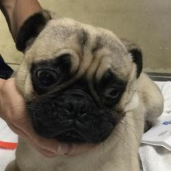 Shelter Stray Male Dog last seen TYLER ST/ARLINGTON AVE, RIVERSIDE CA 92505, 6851 Van Buren Boulevard, Jurupa Valley, CA 92509, USA