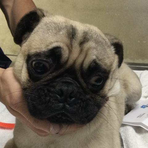Shelter Stray Male Dog last seen TYLER ST/ARLINGTON AVE, RIVERSIDE CA 92505, 6851 Van Buren Boulevard, Jurupa Valley, CA 92509, USA