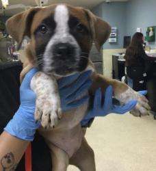 Shelter Stray Female Dog last seen Near BLOCK ATLANTA AVE, RIVERSIDE, CA 92507, 6851 Van Buren Boulevard, Jurupa Valley, CA 92509, USA