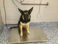 Shelter Stray Female Dog last seen Near BLOCK DATE PALM ST, MECCA, CA, Thousand Palms, CA, USA