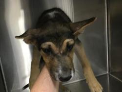 Shelter Stray Male Dog last seen Near BLOCK BRENDA LN, COACHELLA, CA, Thousand Palms, CA, USA