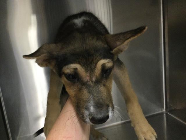 Shelter Stray Male Dog last seen Near BLOCK BRENDA LN, COACHELLA, CA, Thousand Palms, CA, USA