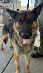 Shelter Stray Male Dog last seen Near BLOCK MONACHE DR, BAKERSFIELD CA 93308, 3951 Fruitvale Ave, Bakersfield, CA 93308, USA