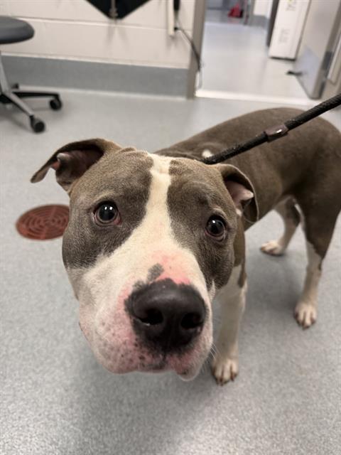 Shelter Stray Male Dog last seen Near, 2600 S Harding St, Indianapolis, IN 46221, USA