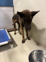 Shelter Stray Male Dog last seen Near BLOCK SOLEDAD, 3951 Fruitvale Ave, Bakersfield, CA 93308, USA