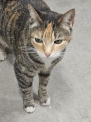 Found/Stray Female Cat last seen Prarie and 4th, Dalton Gardens, ID 83815