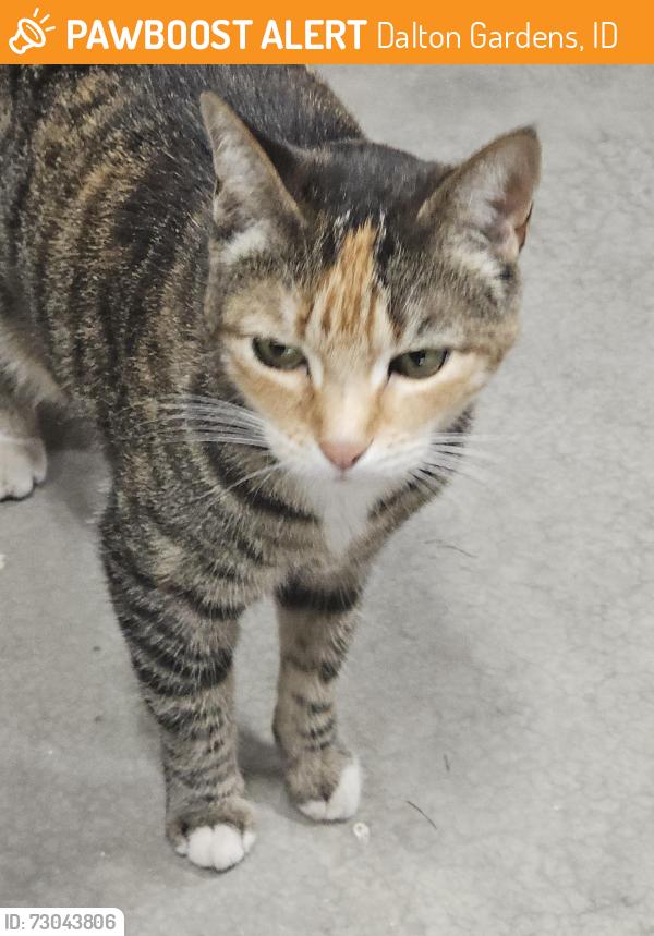 Found/Stray Female Cat last seen Prarie and 4th, Dalton Gardens, ID 83815
