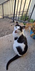 Lost Male Cat last seen Zela Davis Park, Hawthorne, CA 90250