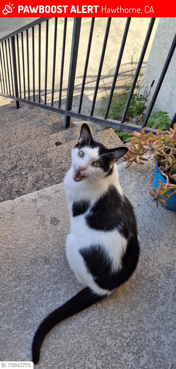 Lost Male Cat last seen Zela Davis Park, Hawthorne, CA 90250