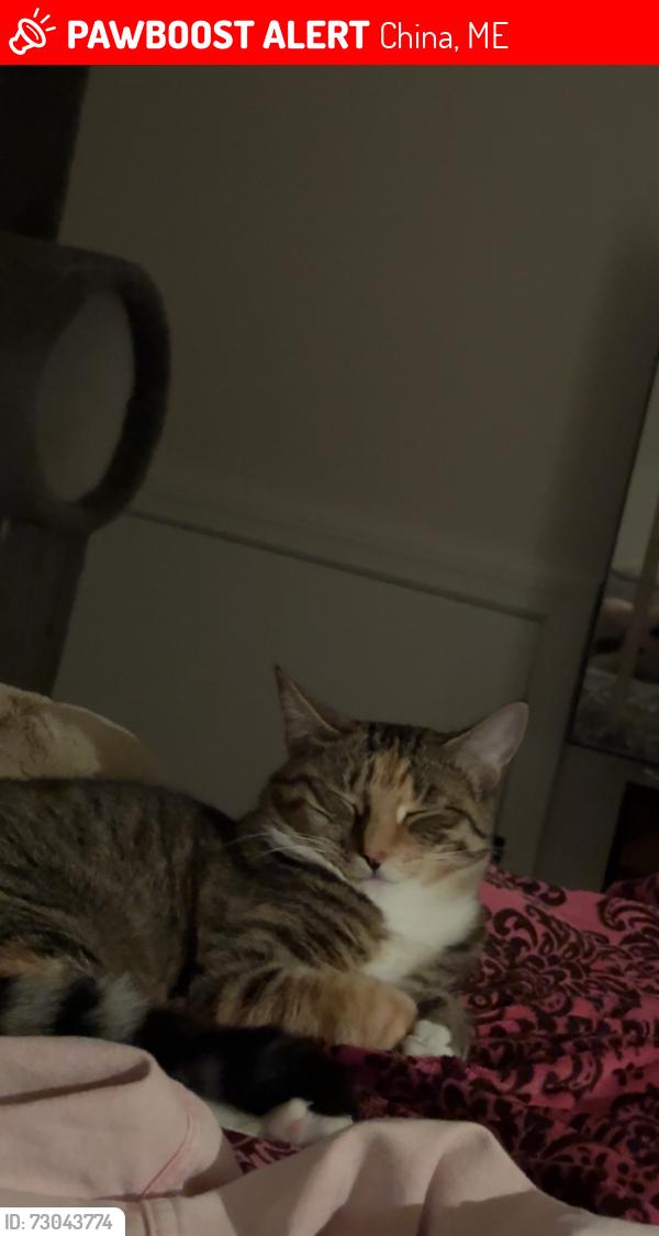 Lost Female Cat last seen Post office, China, ME 04358