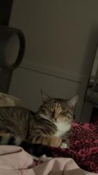 Lost Female Cat last seen Post office, China, ME 04358
