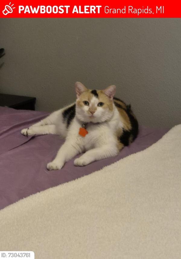 Lost Female Cat last seen Richmond St NW and Moerland Drive NW, Grand Rapids, MI 49504