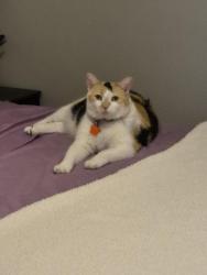 Lost Female Cat last seen Richmond St NW and Moerland Drive NW, Grand Rapids, MI 49504