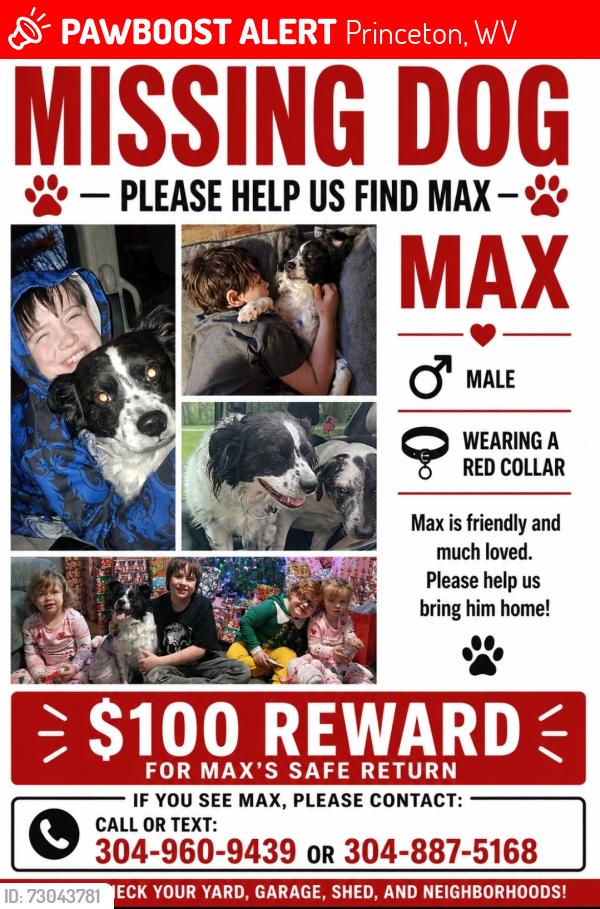 Lost Male Dog last seen Lilly Grove Area, Princeton, WV 24740