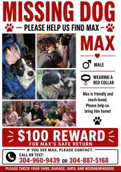 Lost Male Dog last seen Lilly Grove Area, Princeton, WV 24740
