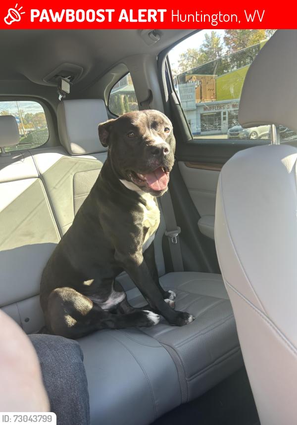 Lost Male Dog last seen 1st & 7th & 8th Ave, Huntington, WV 25701