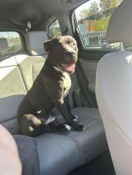 Lost Male Dog last seen 1st & 7th & 8th Ave, Huntington, WV 25701