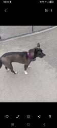 Lost Female Dog last seen Near , The Bronx, NY 10451