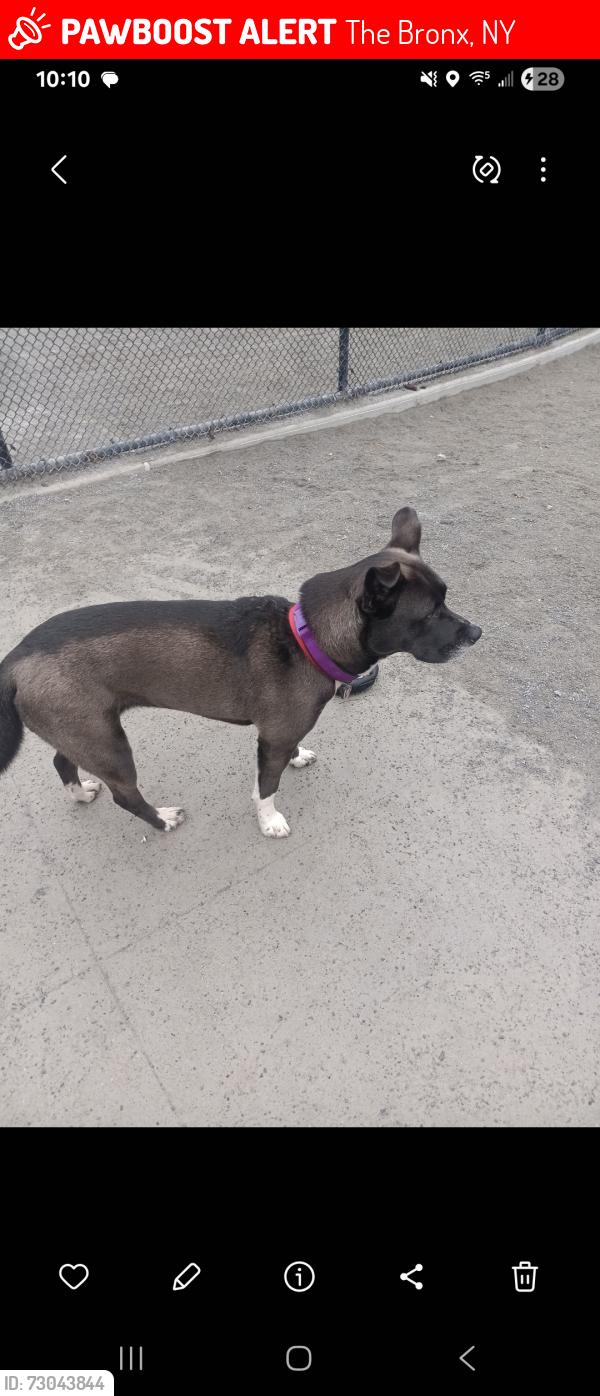 Lost Female Dog last seen Near , The Bronx, NY 10451