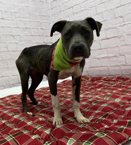Shelter Stray Female Dog last seen Near BLOCK WASHBURN ST, DETROIT, MI 48221, 7401 Chrysler Dr, Detroit, MI 48211, USA