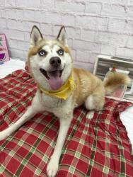 Shelter Stray Female Dog last seen Near BLOCK CHERRYLAWN ST, DETROIT MI 48238, 7401 Chrysler Dr, Detroit, MI 48211, USA