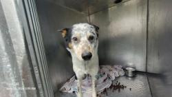 Shelter Stray Male Dog last seen Near BLOCK PINEWOOD ST, DETROIT, MI 48205, 7401 Chrysler Dr, Detroit, MI 48211, USA