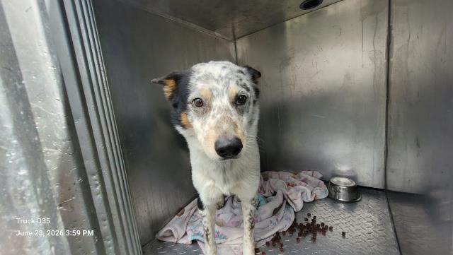 Shelter Stray Male Dog last seen Near BLOCK PINEWOOD ST, DETROIT, MI 48205, 7401 Chrysler Dr, Detroit, MI 48211, USA
