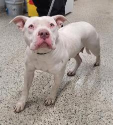 Shelter Stray Female Dog last seen Near BLOCK ALTER RD DETROIT MI,48215, 7401 Chrysler Dr, Detroit, MI 48211, USA