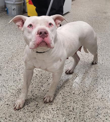 Shelter Stray Female Dog last seen Near BLOCK ALTER RD DETROIT MI,48215, 7401 Chrysler Dr, Detroit, MI 48211, USA