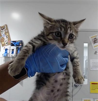 Shelter Stray Female Cat last seen 48TH X NORIEGA, 1419 Bryant St, San Francisco, CA 94103, USA