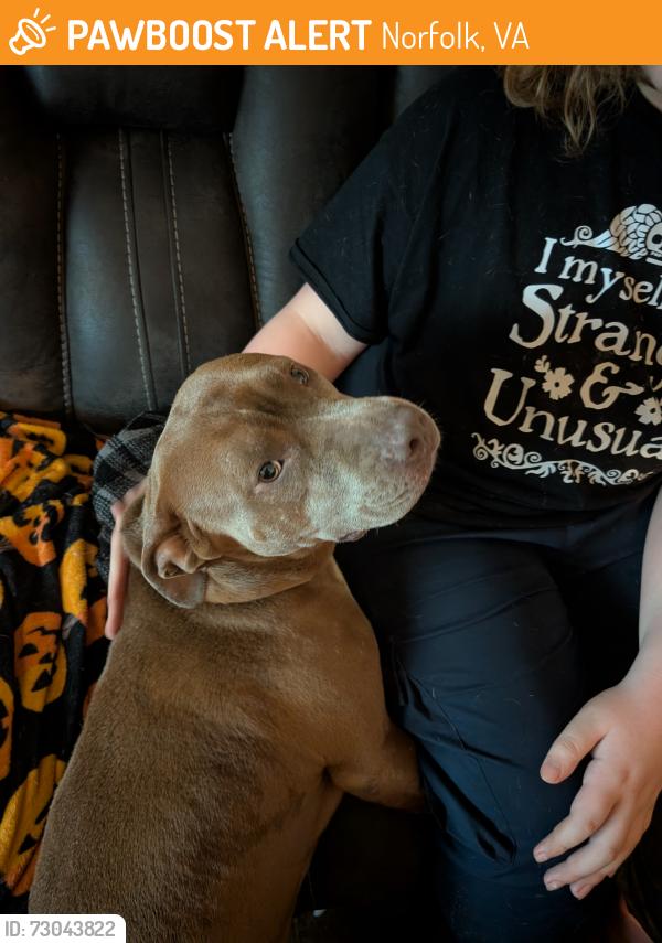 Found/Stray Female Dog last seen Ballentine, Norfolk, VA 23509