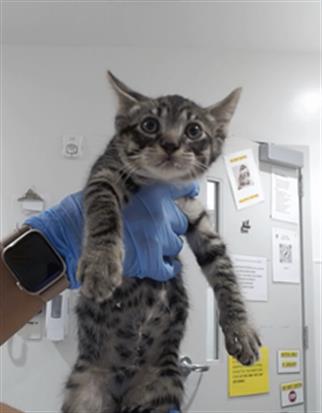 Shelter Stray Male Cat last seen 48TH X NORIEGA, 1419 Bryant St, San Francisco, CA 94103, USA