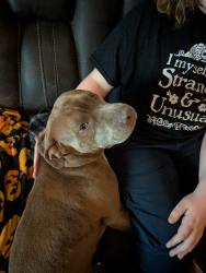 Found/Stray Female Dog last seen Ballentine, Norfolk, VA 23509