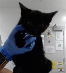 Shelter Stray Female Cat last seen 48TH X NORIEGA, 1419 Bryant St, San Francisco, CA 94103, USA