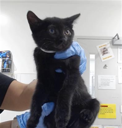 Shelter Stray Female Cat last seen 48TH X NORIEGA, 1419 Bryant St, San Francisco, CA 94103, USA