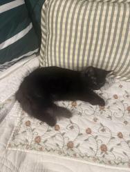 Reunited Female Cat last seen S cedar ave, Independence, MO 64053