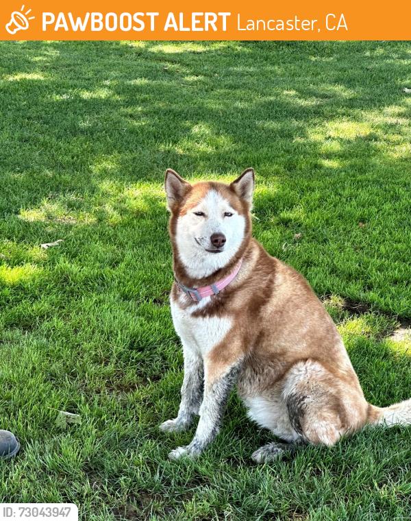 Found/Stray Unknown Dog last seen 30th st E Ave L, Lancaster, CA 93535